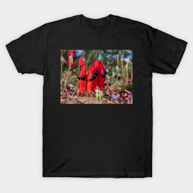 Sturt's Desert Pea, Outback South Australia T-Shirt by AndrewGoodall